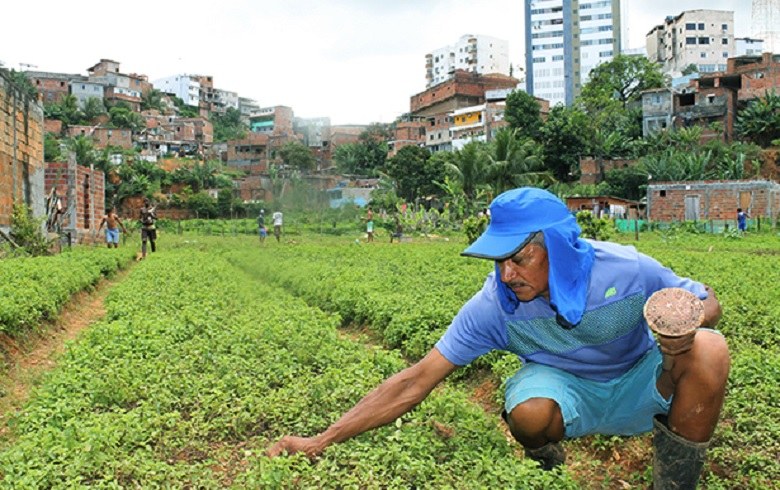Agricultura urbana corre riscos com políticas do governo Bolsonaro