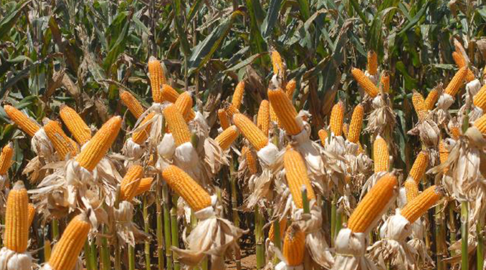 Caderno proposições